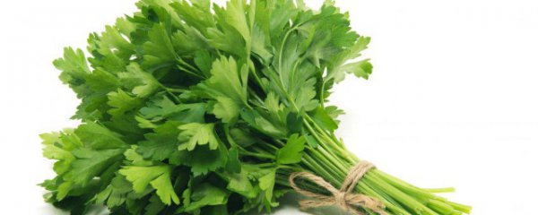 新鲜西欧芹怎么保存