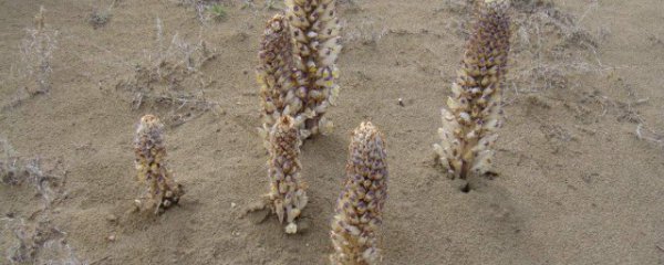 新鲜的苁蓉怎么保存