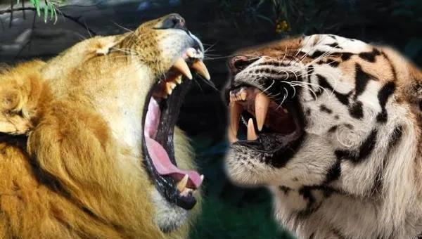 能杀老虎的四种动物