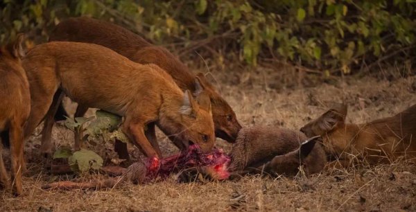 能杀老虎的四种动物