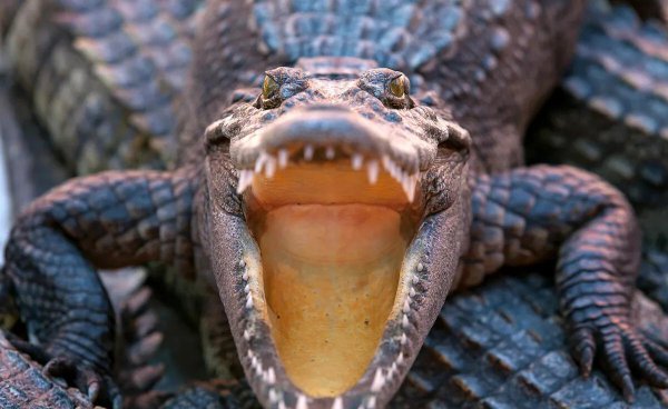 能杀老虎的四种动物