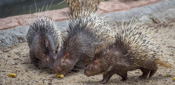 能杀老虎的四种动物