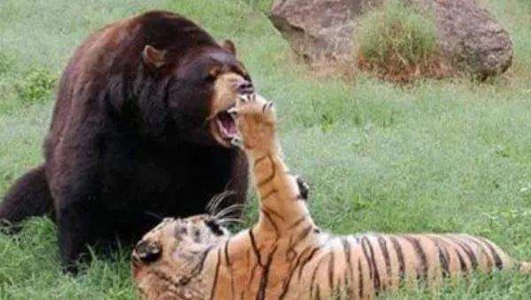 能杀老虎的四种动物