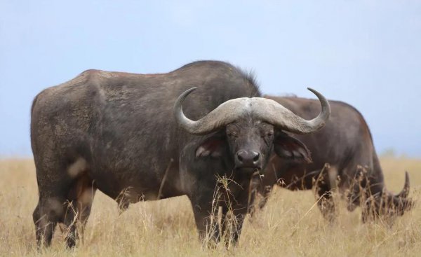 能杀老虎的四种动物