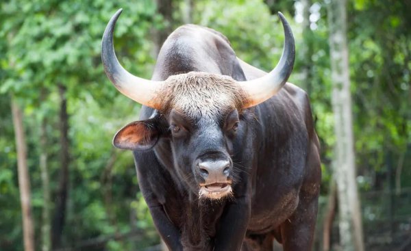 能杀老虎的四种动物