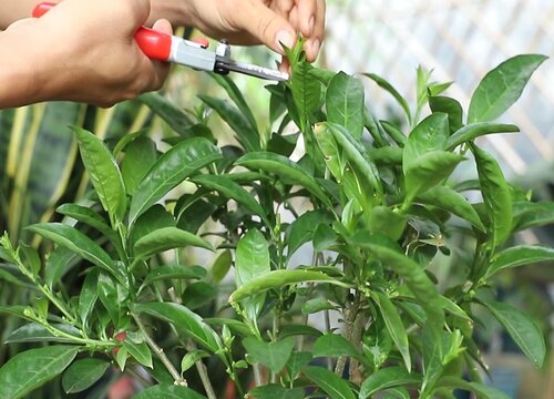 夜来香什么时候剪枝最好