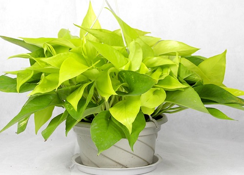 绿萝黄叶的原因及养护方法