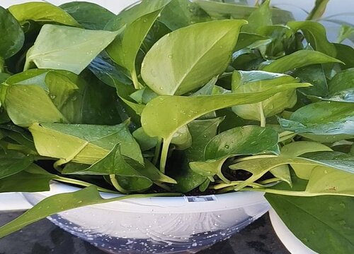 绿萝黄叶的原因及养护方法