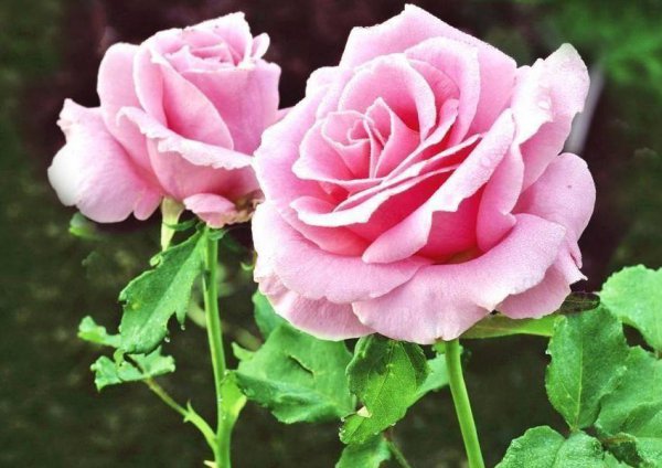 粉红玫瑰的花语是什么意思