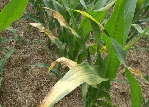 玉米黄叶是怎么回事