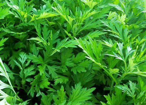 艾草什么时候采摘最好