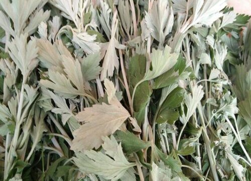 艾草什么时候采摘最好