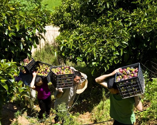 山竹为什么这么贵