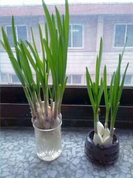 阳台上适合种什么蔬菜