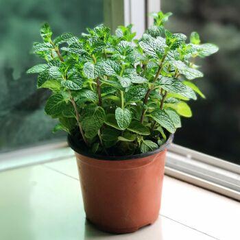 阳台上适合种什么蔬菜