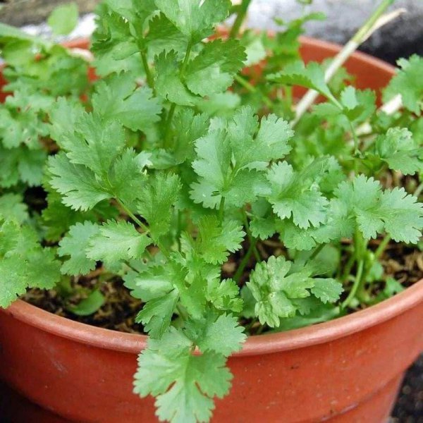 阳台上适合种什么蔬菜