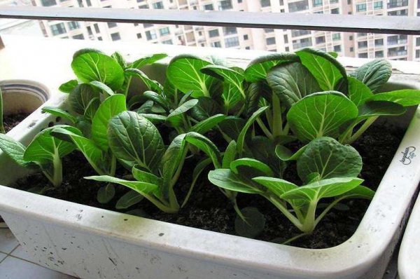 阳台上适合种什么蔬菜