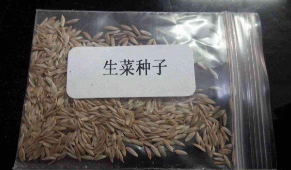 阳台上适合种什么蔬菜