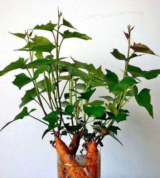 阳台上适合种什么蔬菜