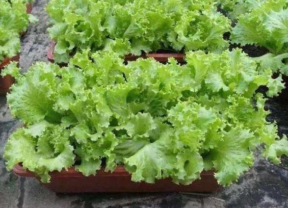 阳台上适合种什么蔬菜