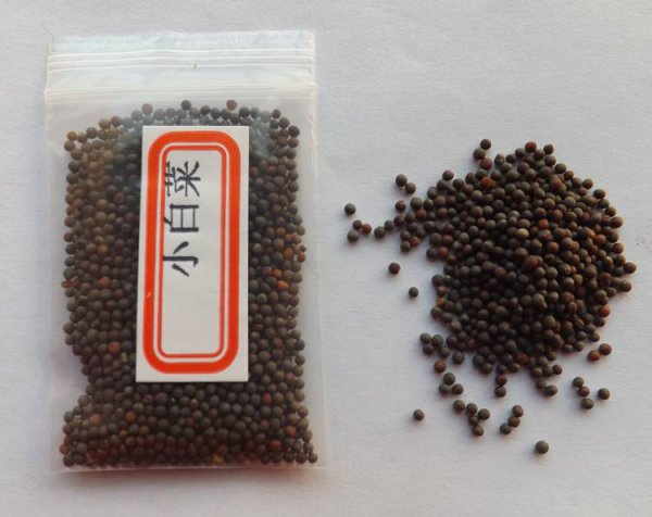 阳台上适合种什么蔬菜