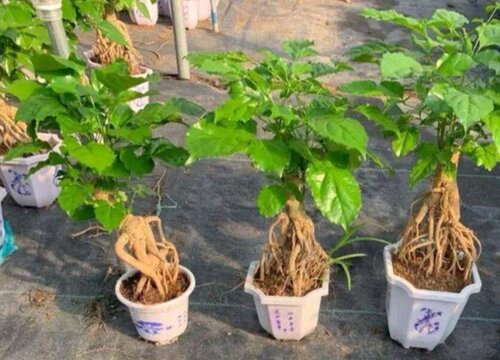 幸福树可以种在室外吗