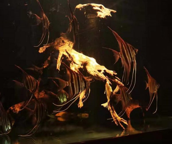 囊螺有什么危害吗