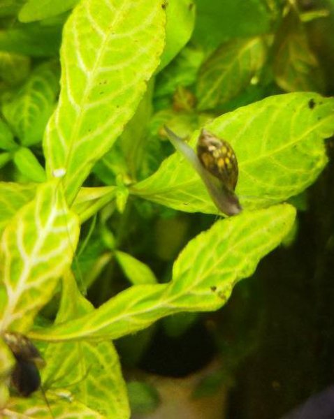 囊螺有什么危害吗