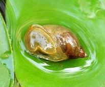 囊螺有什么危害吗