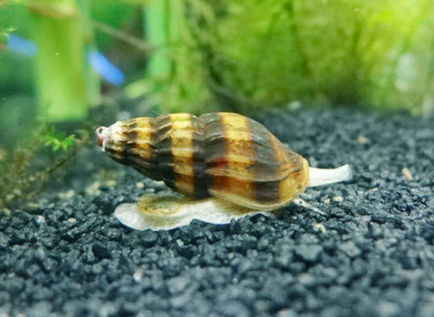 囊螺有什么危害吗