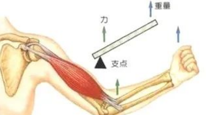 生活中的杠杆有哪些