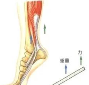 生活中的杠杆有哪些