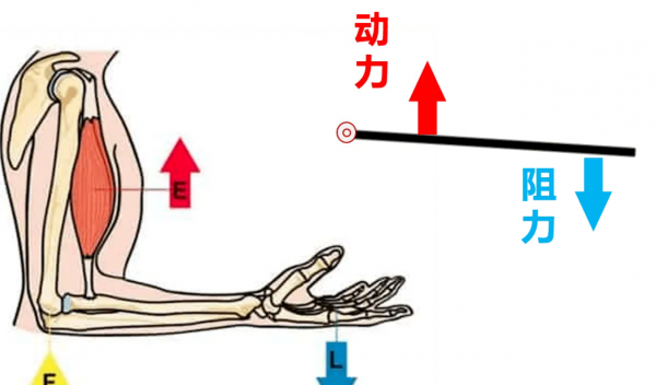 生活中的杠杆有哪些