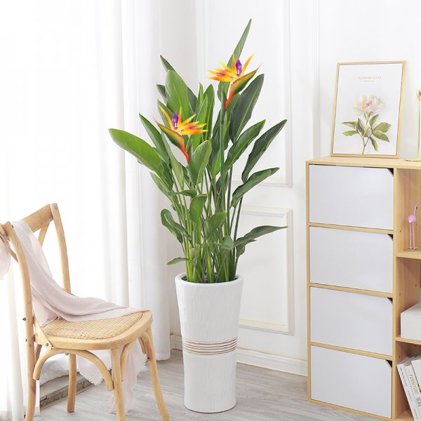 天堂鸟的寓意与风水