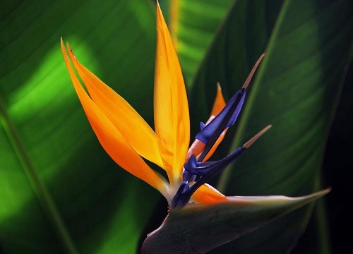 天堂鸟的寓意与风水