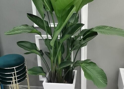 天堂鸟的寓意与风水