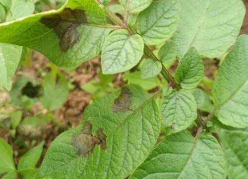 土豆病虫害防治方法与技术措施