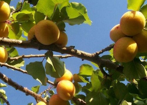 杏树什么时候成熟