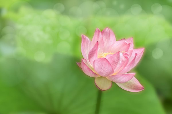 勾魂天蝎女的五大魅力