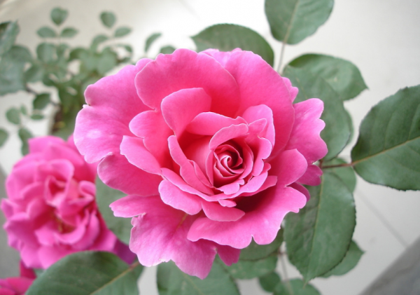 勾魂天蝎女的五大魅力