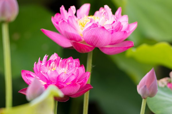 勾魂天蝎女的五大魅力