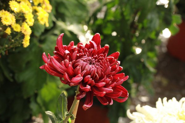 勾魂天蝎女的五大魅力