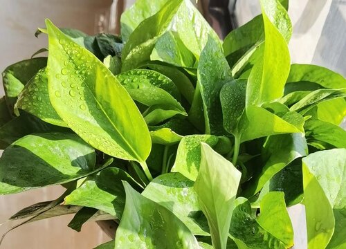 绿萝养在家里风水好吗