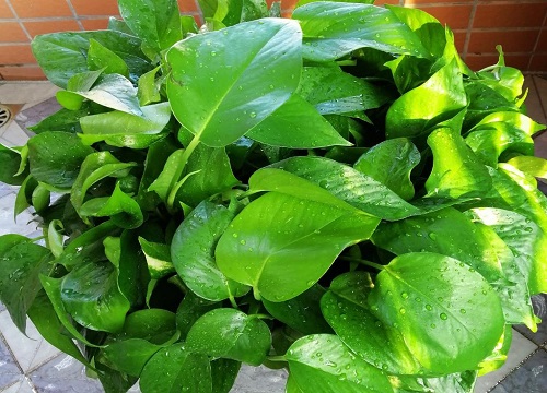 绿萝养在家里风水好吗