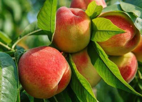 水蜜桃哪个品种最好吃