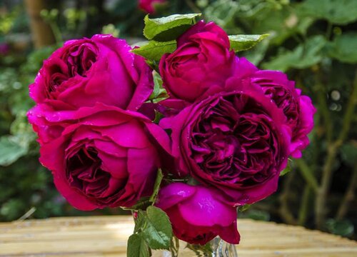 月季秋日胭脂是藤本还是灌木