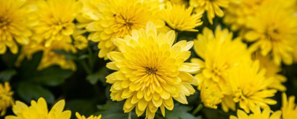 家里摆放非洲菊花可以吗