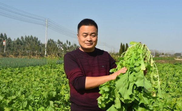 雪菜是什么菜腌制的