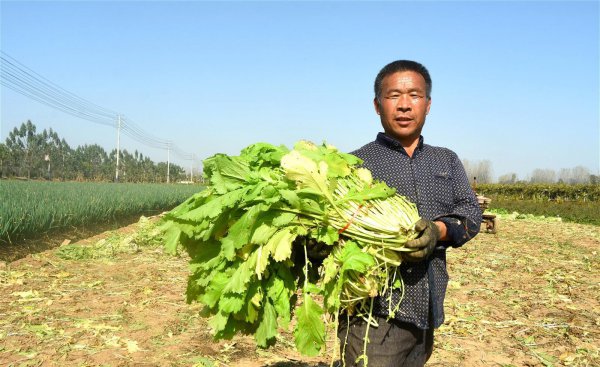雪菜是什么菜腌制的