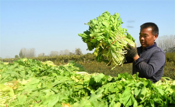 雪菜是什么菜腌制的